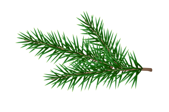 Christmas pine tree  branch isolated on transparent background, Xmas green fir spruce branch.