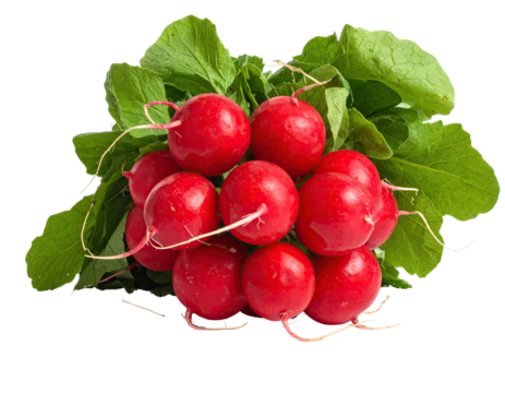 Bunch of radishes red spheres with leafy greens