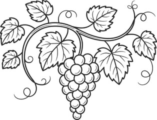 Grapes Vine Drawing Black and White Illustration.
