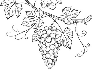 Grapes Vine Drawing Black and White Illustration.