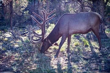 Wild elk grazing in forest. Majestic deer with large antlers. Peaceful wildlife with deer in nature. Deer feeding among trees and sunlight. Wildlife with calm forest and deer.