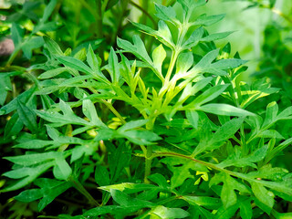 Lush green foliage with intricate leaf patterns creates a fresh, vibrant, and natural atmosphere.