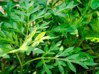 Vibrant lush green leaves exhibit a fresh, natural vitality, evoking a sense of organic growth.