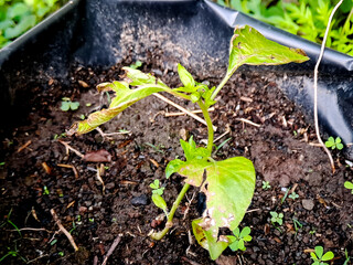 Small green plant with damaged leaves growing in dark soil within a black container outdoors.