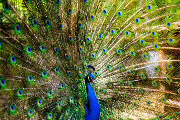 Obraz premium Peafowl portrait in nature. Peacock tail background. Peacock feathers texture. Exotic bird. Vibrant wildlife with peacock. Tropical peacock with bright feathers.