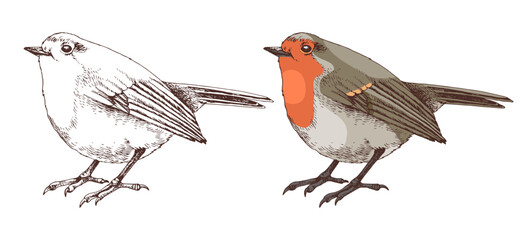 Robin bird hand drawn vector illustration