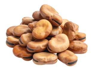 Pile of tan fava beans with black hilum close up shot