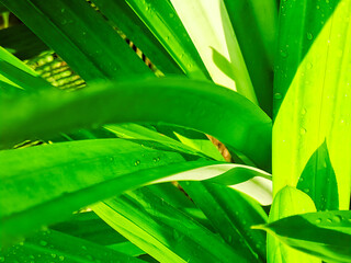 Lush green leaves embrace the eye with refreshing energy, bathed in soft and vibrant sunlight glow.