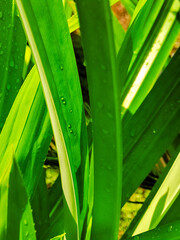 Vibrant green leaves gleam with water droplets after a refreshing rain, capturing nature's beauty.