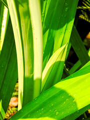 Bright green leaves glisten with water droplets in dynamic light and shadow patterns outdoors.