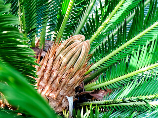 Vibrant green cycad fronds surround the central, budding sago palm in a botanical garden setting.