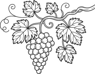 Grapes Vine Drawing Black and White Illustration.