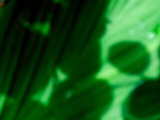 Abstract nature scene showcasing dark green leaves and vibrant light, dreamy and calm mood.