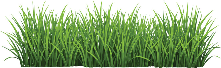 Fototapeta premium Realistic green grass border isolated on white background, natural lawn texture, eco landscape element, fresh summer plant, cad drawing flat vector illustration