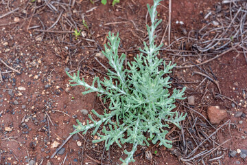 Pseudognaphalium luteoalbum, synonyms including Helichrysum luteoalbum, is a species of flowering plant in the family Asteraceae.  Plantation Road, Wahiawa, Honolulu, Oahu, Hawaii.