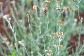 Pseudognaphalium luteoalbum, synonyms including Helichrysum luteoalbum, is a species of flowering plant in the family Asteraceae.  Plantation Road, Wahiawa, Honolulu, Oahu, Hawaii.