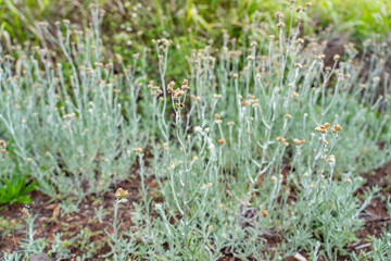 Pseudognaphalium luteoalbum, synonyms including Helichrysum luteoalbum, is a species of flowering...