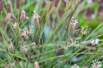 Plantago lanceolata is a species of flowering plant in the plantain family Plantaginaceae.  ribwort plantain, narrowleaf plantain, English plantain, ribleaf. Plantation Road, Wahiawa, Honolulu, Oahu