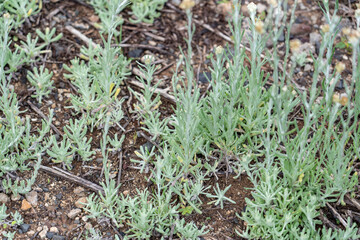 Pseudognaphalium luteoalbum, synonyms including Helichrysum luteoalbum, is a species of flowering...