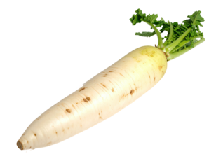 Daikon radish, pale with green leaves, against black