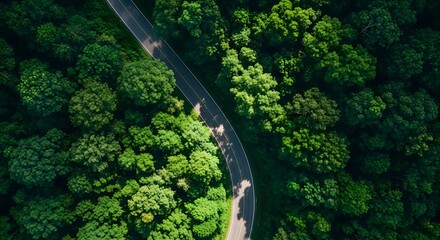 Aerial view of a winding forest road bathed in sunlight
