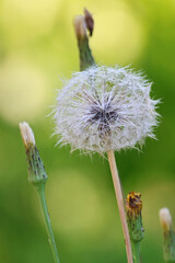 Close-up of a dandelion in nature with delicate seeds and fine details visible. The macro shot captures the fragile beauty and intricate texture of this wildflower in soft natural light.