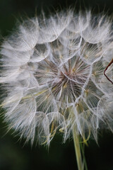 Close-up of a dandelion in nature with delicate seeds and fine details visible. The macro shot captures the fragile beauty and intricate texture of this wildflower in soft natural light.