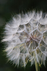 Close-up of a dandelion in nature with delicate seeds and fine details visible. The macro shot captures the fragile beauty and intricate texture of this wildflower in soft natural light.