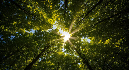 Fototapeta premium sun light passing through trees in jungle, beautiful view of jungle in sun light, sun light through trees, sun rising view in jungle,