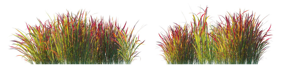 mperata Cylindrica Rubra (Japanese Blood Grass) isolated png on a transparent background premium nature cutout