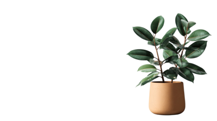 Small green houseplant in a terracotta pot for indoor decoration and nature growth