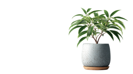 Potted indoor tree houseplant with green leaves for home decoration and botany