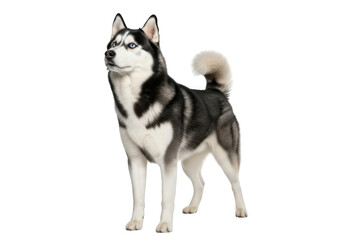 Fototapeta premium Full body shot of a majestic husky dog standing tall with blue eyes, a canine companion, siberian breed, pet animal isolated on transparent background