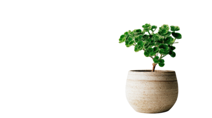 Potted green houseplant foliage for fresh nature decoration or botany ingredient growth