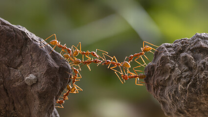 A group of red ants forms a living bridge between two rocks, their tiny bodies linked in perfect teamwork against a soft green natural background.
