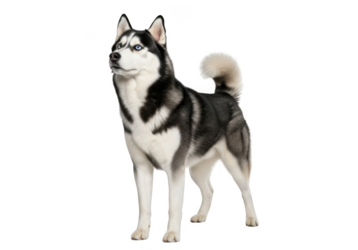 Full body shot of a majestic husky dog standing tall with blue eyes, a canine companion, siberian breed, pet animal isolated on transparent background