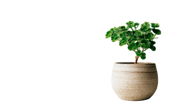 Potted green houseplant foliage for fresh nature decoration or botany ingredient growth