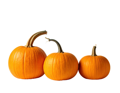 Three pumpkins orange, round, & with curved stems