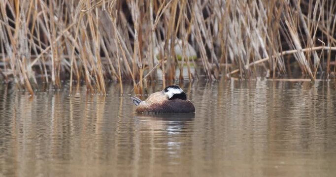 White-headed duck, a swimming duck species, usually lives in fresh waters and sea coasts. They feed by eating living creatures, greenery and plankton in the water with their spatula-shaped beak.