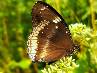 Great eggfly butterfly perched on mikania micrantha flower in natural environment © Bilal