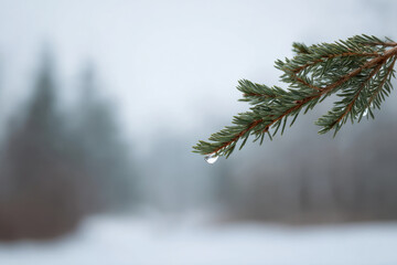 single evergreen branch adorned with glistening water droplets rests beautifully against pristine snow background