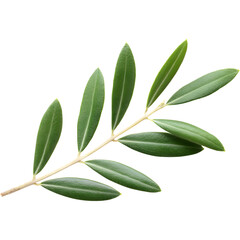 Obraz premium Olive branch with green leaves isolated on transparent background, perfect for nature, organic, and wellness visuals..
