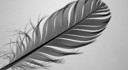 Fototapeta premium Monochrome image of a delicate feather isolated on a white background