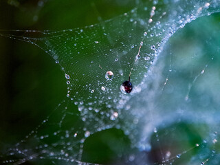 Delicate spiderweb glistens with dewdrops, reflecting nature's artistry and morning's subtle beauty.