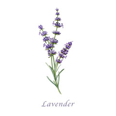 Obraz premium Lavender flowers watercolor illustration. Organic Lavandula herb stems with buds and leaves close up botanical illustration. Medicinal and aromatherapy lavender herb isolated on white background