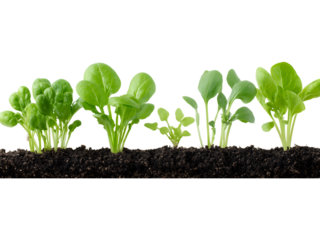 Green vegetable seedlings growing in soil isolated on transparent background, perfect for eco and nature visuals..