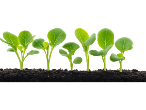 Green vegetable seedlings growing in soil isolated on transparent background, perfect for eco and nature visuals.. - Powered by Adobe
