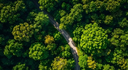 Aerial view of a winding forest path bathed in sunlight