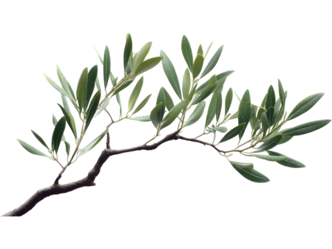 Olive branch with green leaves isolated on transparent background, perfect for organic, nature, and design visuals.. - Powered by Adobe