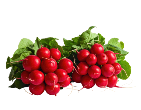 Two clusters of vibrant red radishes with green leafy tops